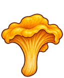 Chanterelles